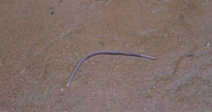 Earthworm Crawling Across Wet Concrete Surface During Rain