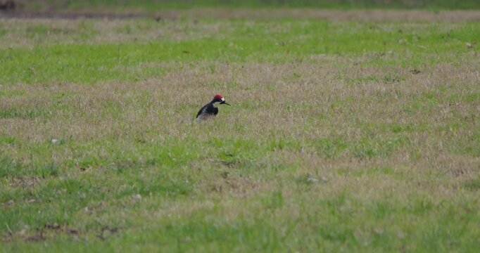 Acorn Woodpecker Foraging in Green Grass Field