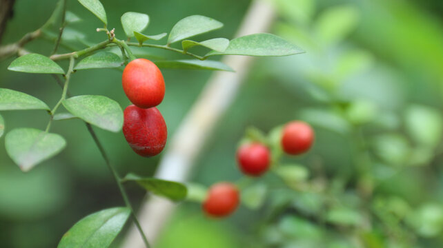 Red Jasmine fruit (Murraya Paniculata) seed or Kemuning	