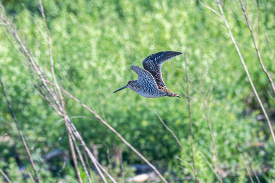 Wilson's snipe in flight over a field.