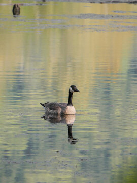 Canadian Goose at Cheam Lake Wetlands Regional Park during a spring season in Rosedale, Fraser Valley, British Columbia, Canada
