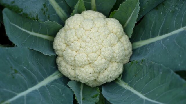 Fresh white cauliflower with green leaves isolated on white background. Healthy organic vegetable, raw food ingredient rich in nutrition, ideal for diet and vegetarian concepts.