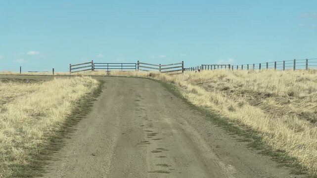 POV driving up rural gravel road toward farm gate and fence line in Alberta prairie countryside during summer.