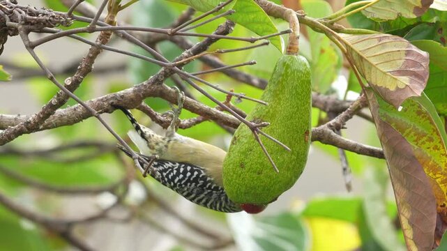 A woodpecker feeds on an avocado in a tropical setting and then takes off from the tree. this footage highlights fruit-eating behavior followed by a natural flight departure. The Red-crowned Woodpecke