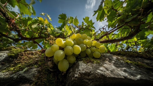 Bunch of fresh green grapes resting on a mossy stone wall under a lush grapevine
