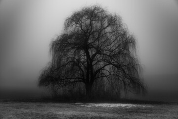 Gloomy great willow © Joe