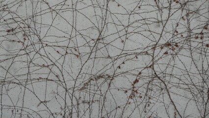 Dry Climbing Vines on Concrete Wall Natural Pattern Texture Background © LEJ