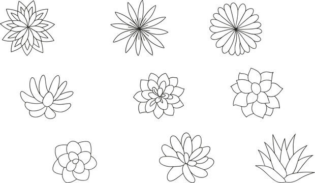 Succulent and flower line drawings set, rosette patterns, agave shapes, stylized petals, botanical decorative vector illustration design