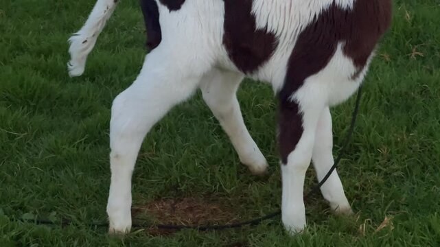 Vertical video of cow urinating in grassy farm pasture, natural livestock behavior in rural countryside setting