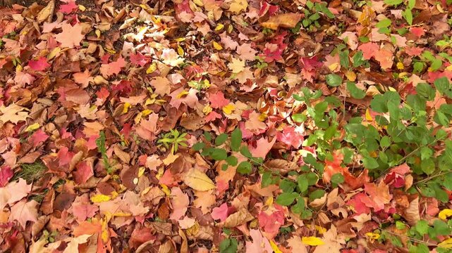 Vibrant horizontal video of fall foliage covering woodland ground, creating textured seasonal background with warm tones and natural organic pattern.