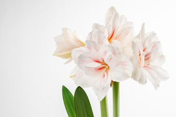 Fototapeta premium white amaryllis flower isolated on white