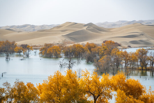 Autumn poplar forest and desert oasis in Yuli County, southern Xinjiang