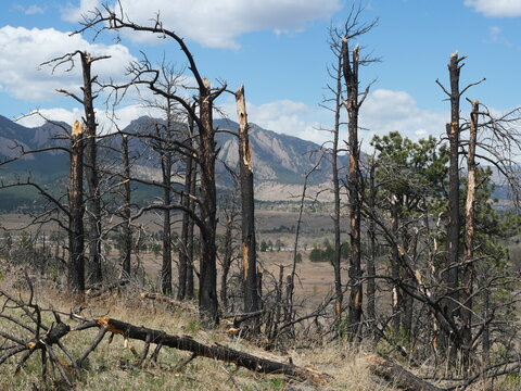 Burned Ponderosa Pine After Marshall Fire with Flatirons in Boulder Colorado Wildfire Landscape
