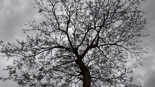 Black and white photograph with a minimalist aesthetic featuring a tree with dry, leafless branches against a dramatic, cloudy grey sky. Silence, contemplation (1