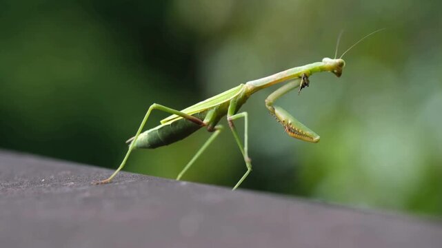 Close-up of a green praying mantis on a brown surface with a blurred green background.