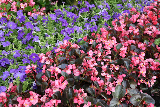 Pink begonias and purple petunias blooming in a colorful garden bed