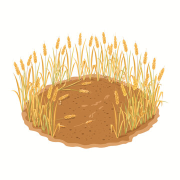 An isometric vector illustration of a wheat field with ripe wheat