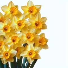 Obraz premium Bright cluster of yellow daffodil flowers with green stems on a clean white background, fresh and cheerful spring mood
