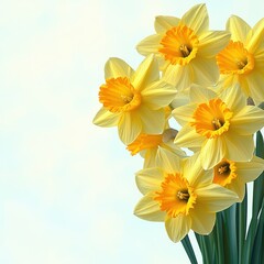 Fototapeta premium cluster of bright yellow daffodil blooms with green stems against a soft pastel background conveying cheerful spring freshness