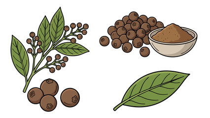 Allspice Berries Leaves and Powder Illustration Set Pimento Spice Botanical Collection © welyalfian