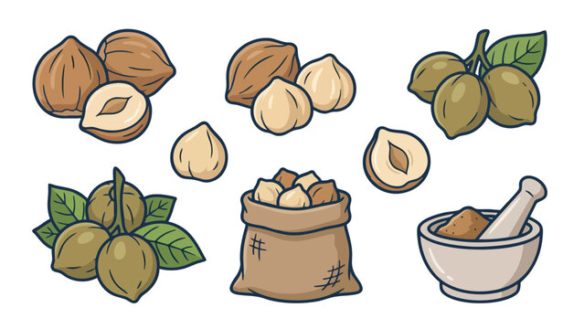 Candlenut Kukui Nut Whole Kernel and Paste Illustration Set Tropical Spice Collection