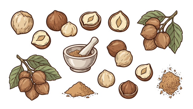 Candlenut Kukui Nut Whole Cracked Powder and Tree Branch Illustration Set Tropical Spice Collection