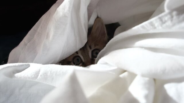 Kitten playing on the bed, hiding, playful, enjoy. Mischief funny domestic cat, pets,	game of hide‑and‑seek, soft rustle of the sheet,  innocent mischief of a young cat exploring the magic of play.