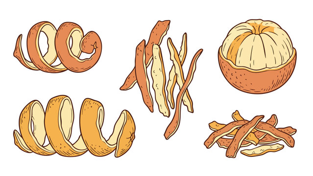 Hand Drawn Orange Peel and Citrus Zest Illustration Set