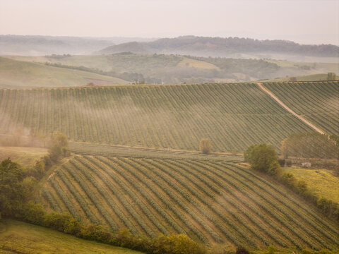 Aerial view of the rolling hills and lush vineyards of Valdarno covered in morning mist under a soft light in Treggiaia, Tuscany, Italy.