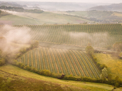 Aerial view of lush vineyards and rolling hills covered in morning mist in Treggiaia, Tuscany, Italy.