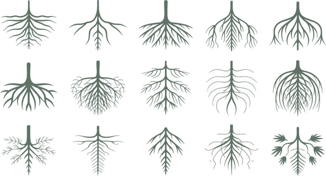 Various types of plant roots system illustration set