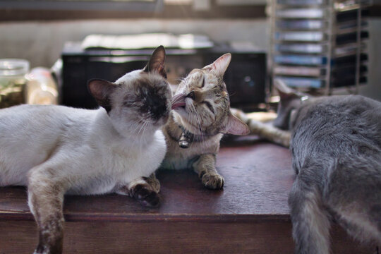 One domestic cat lovingly grooms another cat by licking its face in a cozy indoor setting on a wooden table.