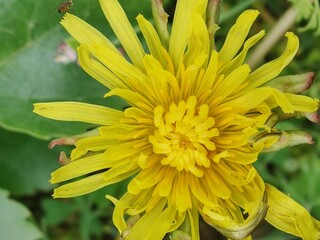 Fototapeta premium Taraxacum officinale or the Dandelion
