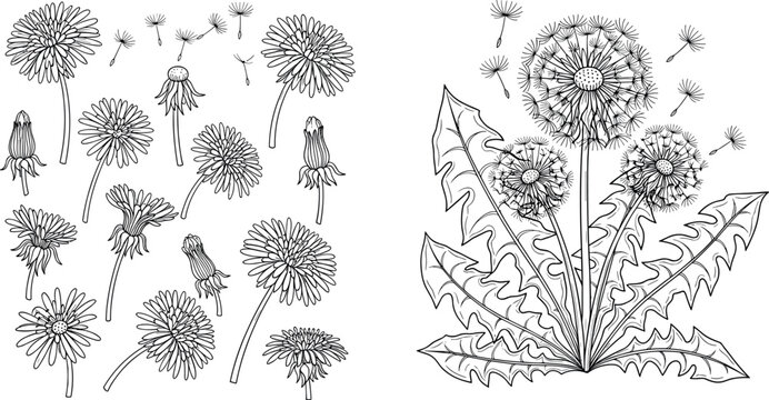 Detailed hand drawn dandelion botanical collection with blooming flowers seed heads and leaves in vintage engraving style isolated