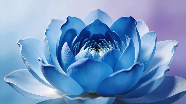 Blue lotus flower in bloom