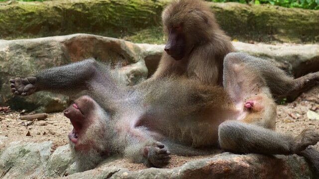 A Hamadryas baboon (Papio hamadryas) lying down on the ground, with another baboon grooming and picking through its fur and removing parasites, close up shot.
