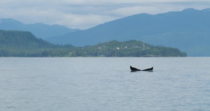 Tail of a Humpback whale diving. Whale Watching excursion in Juneau, Alaska.