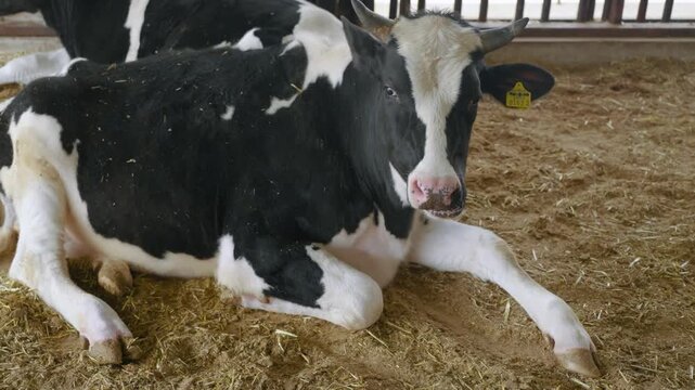Holstein cow sitting on straw and looking towards camera in rustic indoor farm setting