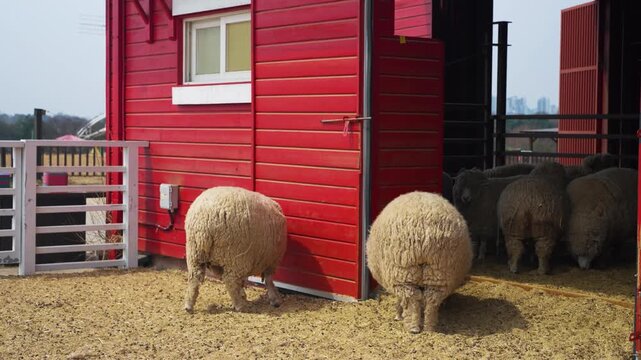 Two sheep standing outside red barn building on straw ground during daytime