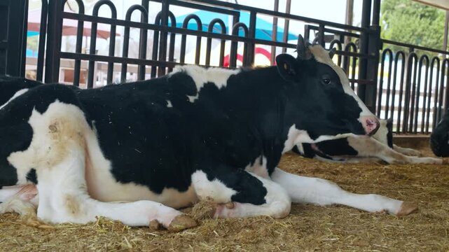Close up of black and white Holstein cow resting on straw in indoor stable