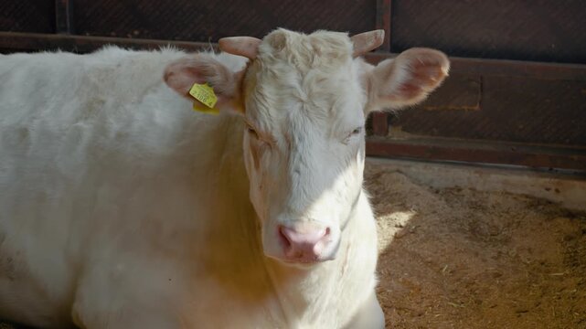 Portrait of White Hanwoo cow resting in shaded indoor enclosure during spring afternoon