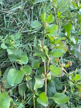 Three-Corner Jack (Rumex hypogaeus), also known as spiny emex or devil's thorn