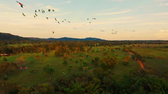 Group of parrots flying above the Amazon rainforest at sunset, with colorful wings silhouetted against the sky and warm light over the tropical forest canopy.