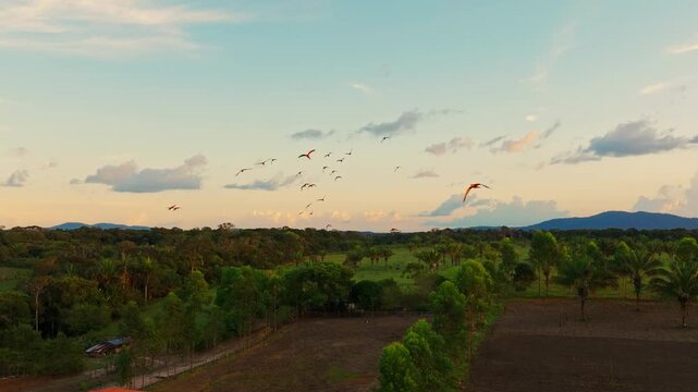 Group of parrots flying above the Amazon rainforest at sunset, with colorful wings silhouetted against the sky and warm light over the tropical forest canopy.