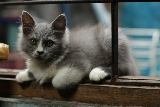 grey cat on the window