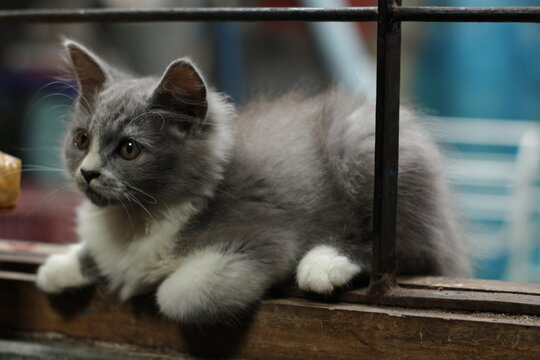 cat on a window sill