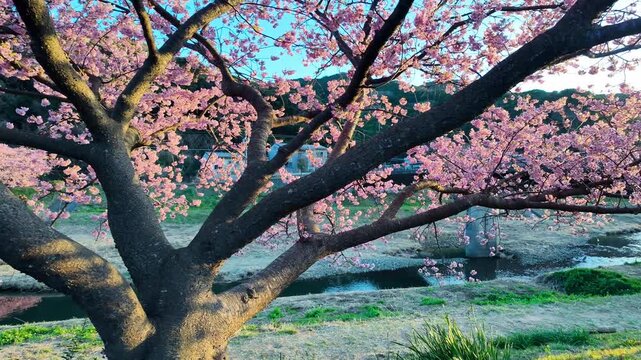 A sweeping pan from the dense branches of a pink Kawazu-zakura tree to a scenic river view with a bridge and mountains during a vibrant spring sunset in Shizuoka, Japan