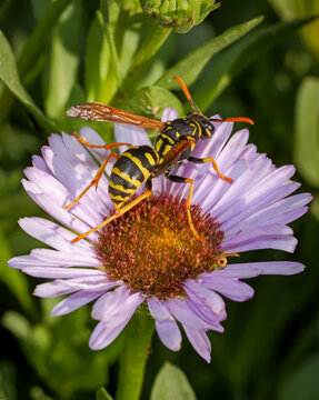 Yellow jacket wasp feeding on purple flower in macro close up with natural outdoor background and sharp detail.