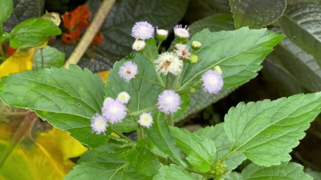 Ageratum Conyzoides Wild Flower Blooming in Natural Environment