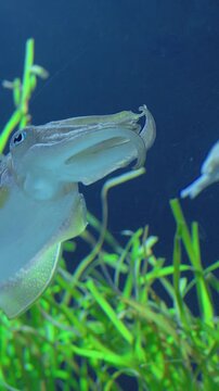 Cuttlefish exploring green aquarium plants, gently hovering and probing with curled tentacles, translucent mantle shimmering against deep blue water, soft lighting highlights subtle camouflage